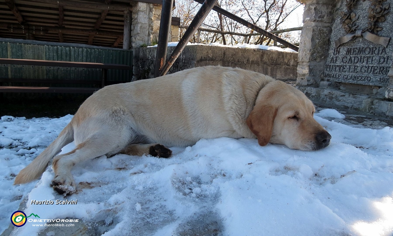 42 Giusto rinfresco per il cagnolone....JPG